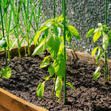 Green Fingers Garden Stakes Metal Plant Support 24pcs 92x1.6CM